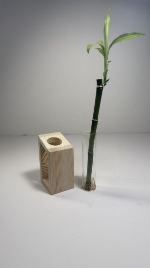 صورة نبتة البامبو